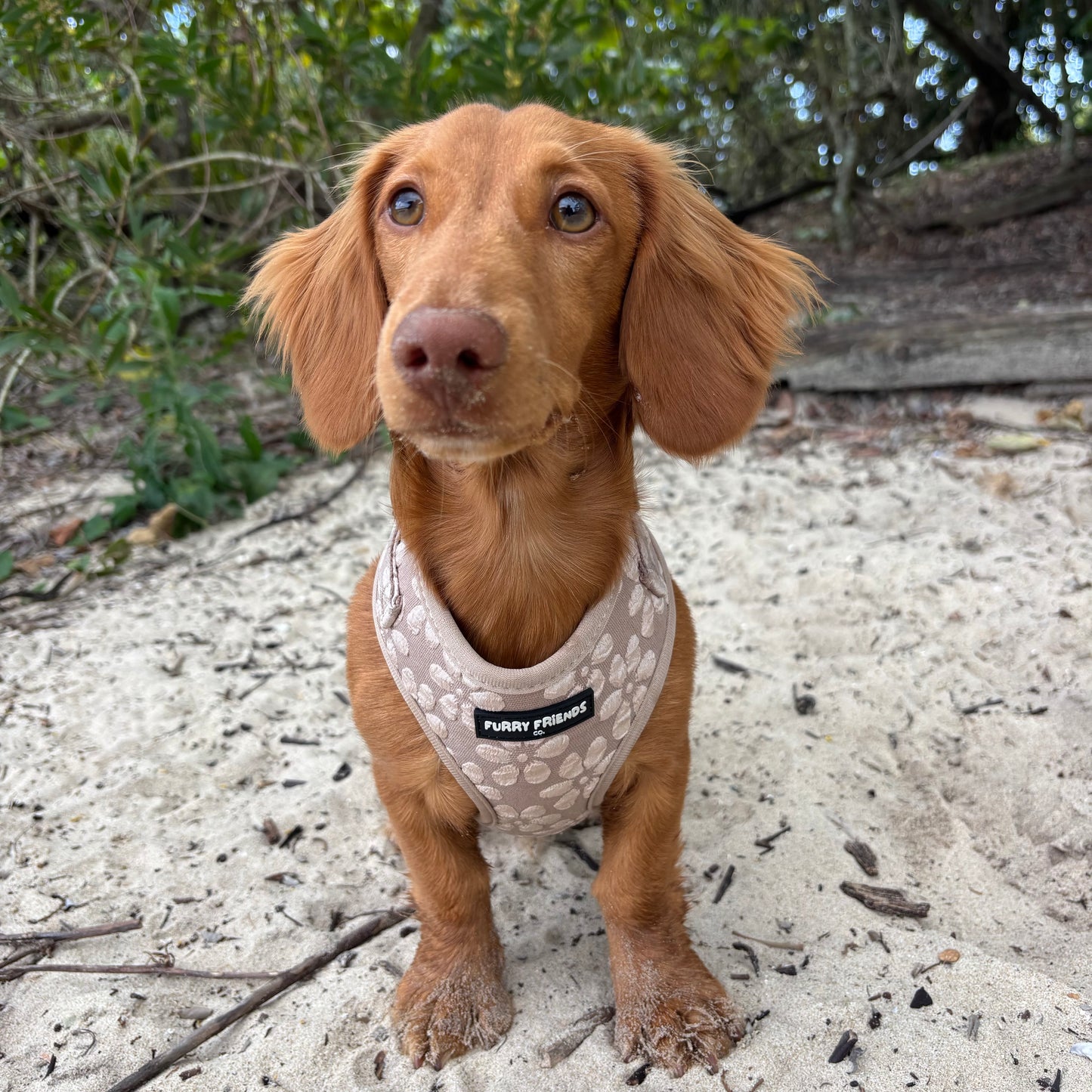 Daisy Delight Bundles