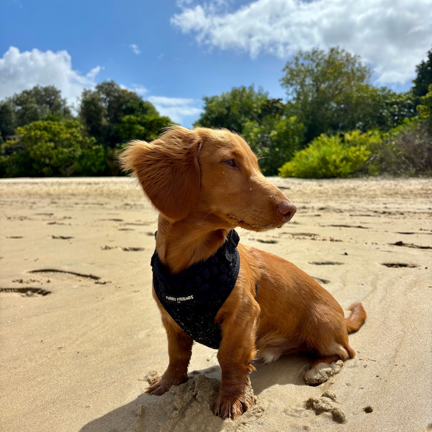 Daisy Delight Bundles