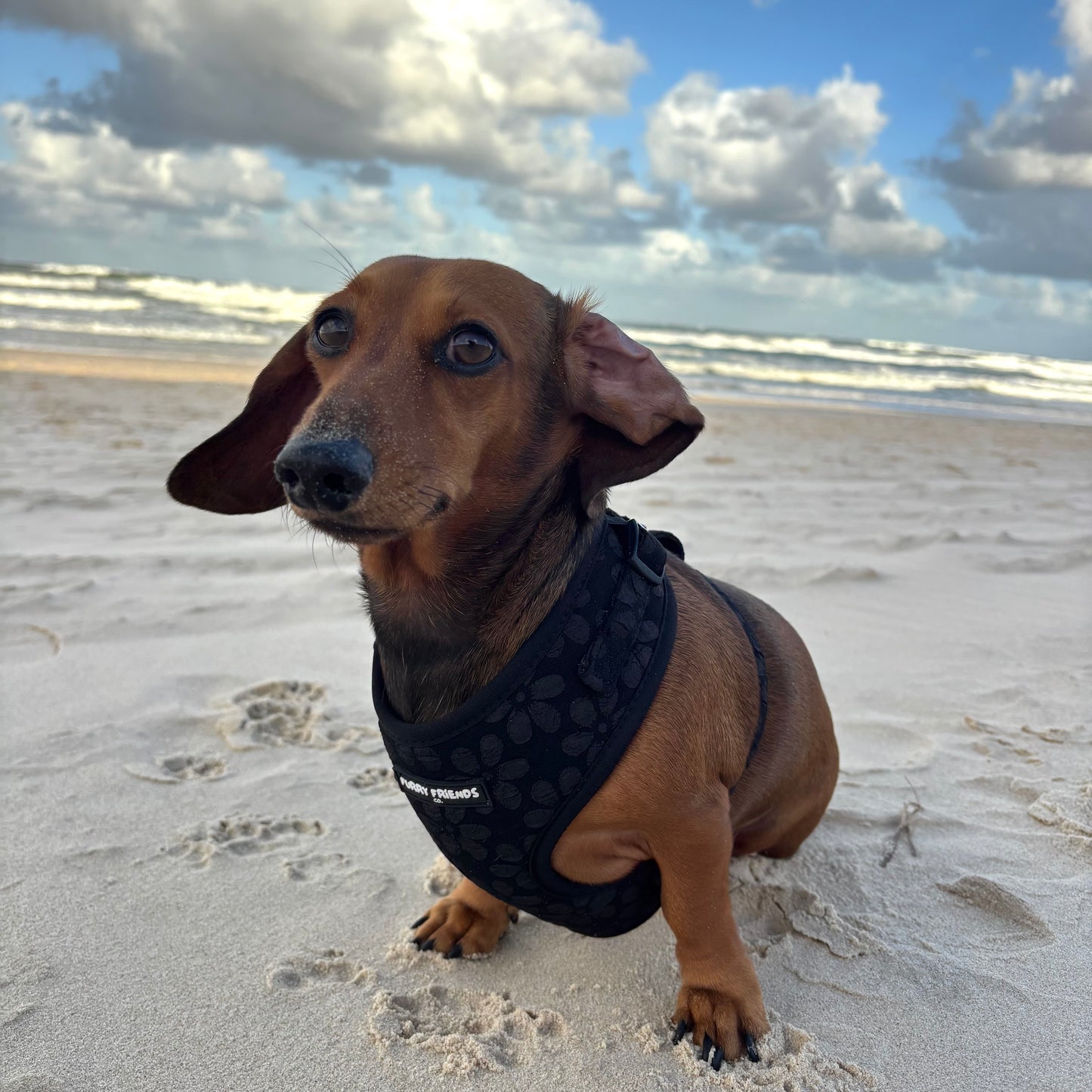 Daisy Delight Bundles