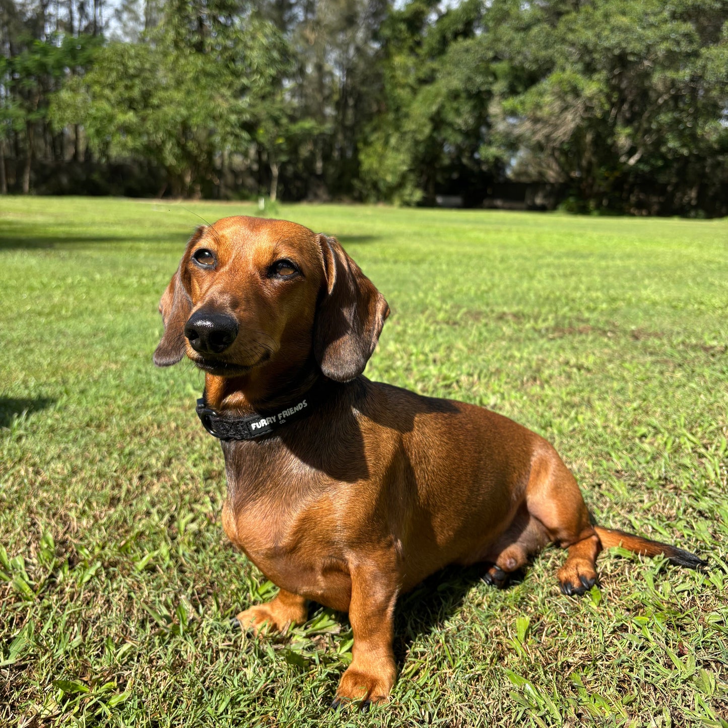 Daisy Delight : Adjustable Collar