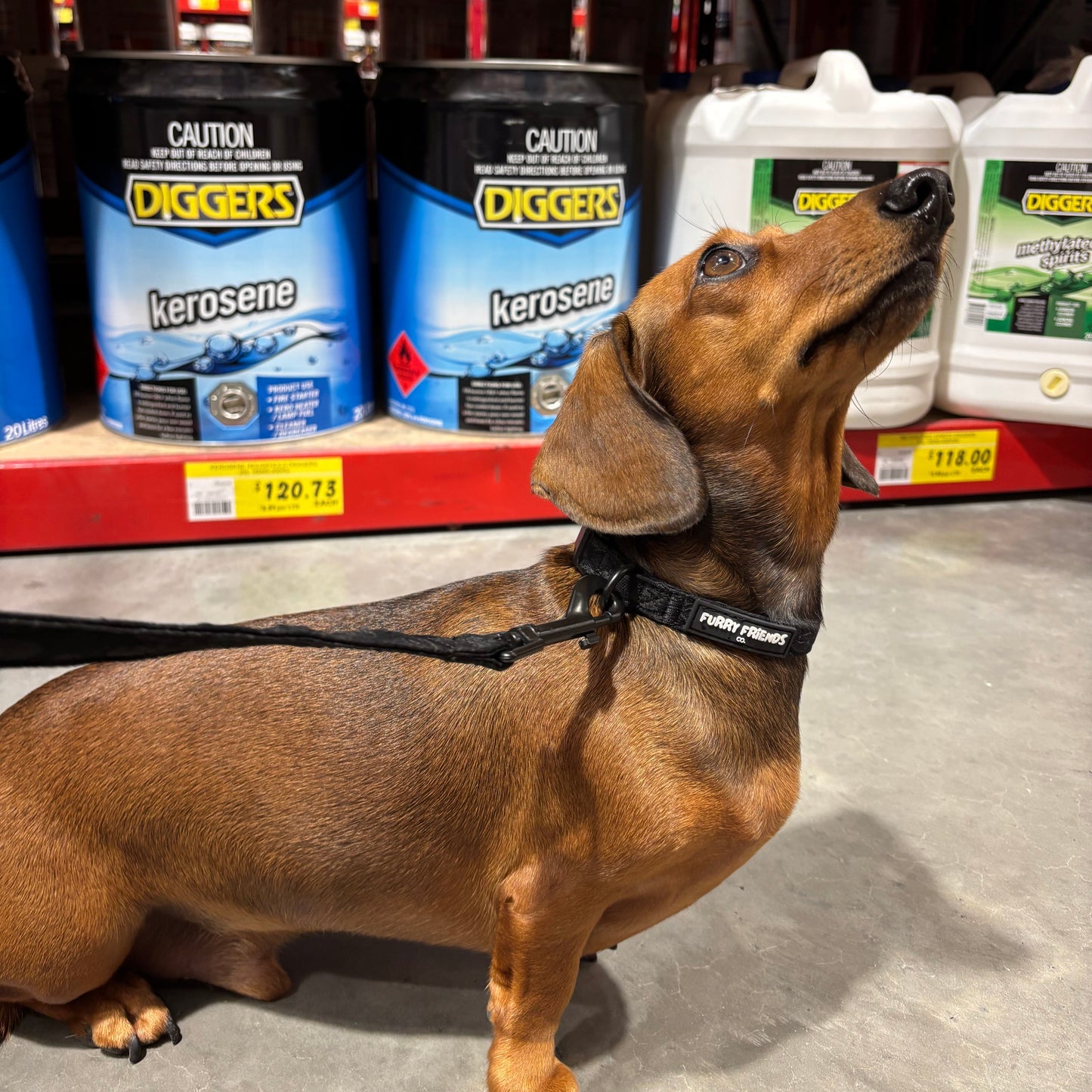 Daisy Delight : Adjustable Collar