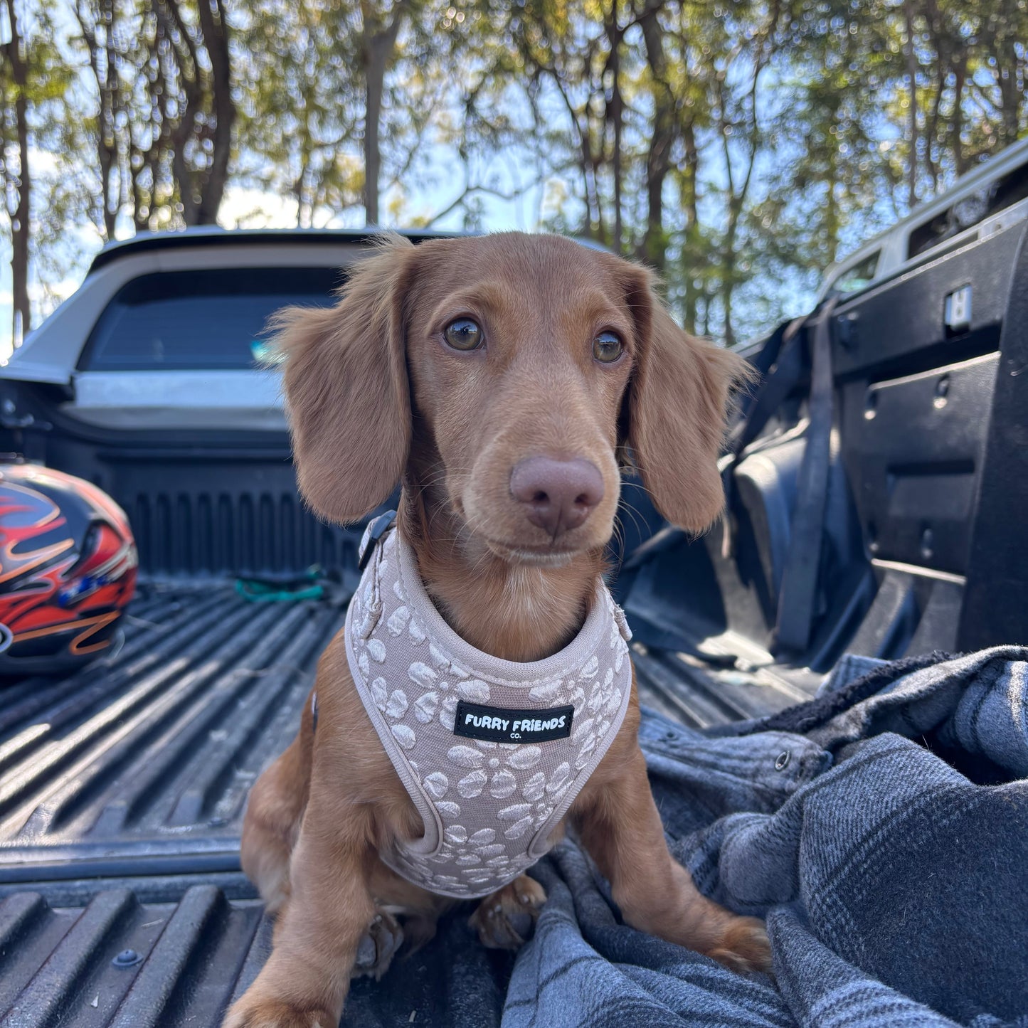 Daisy Delight Bundles