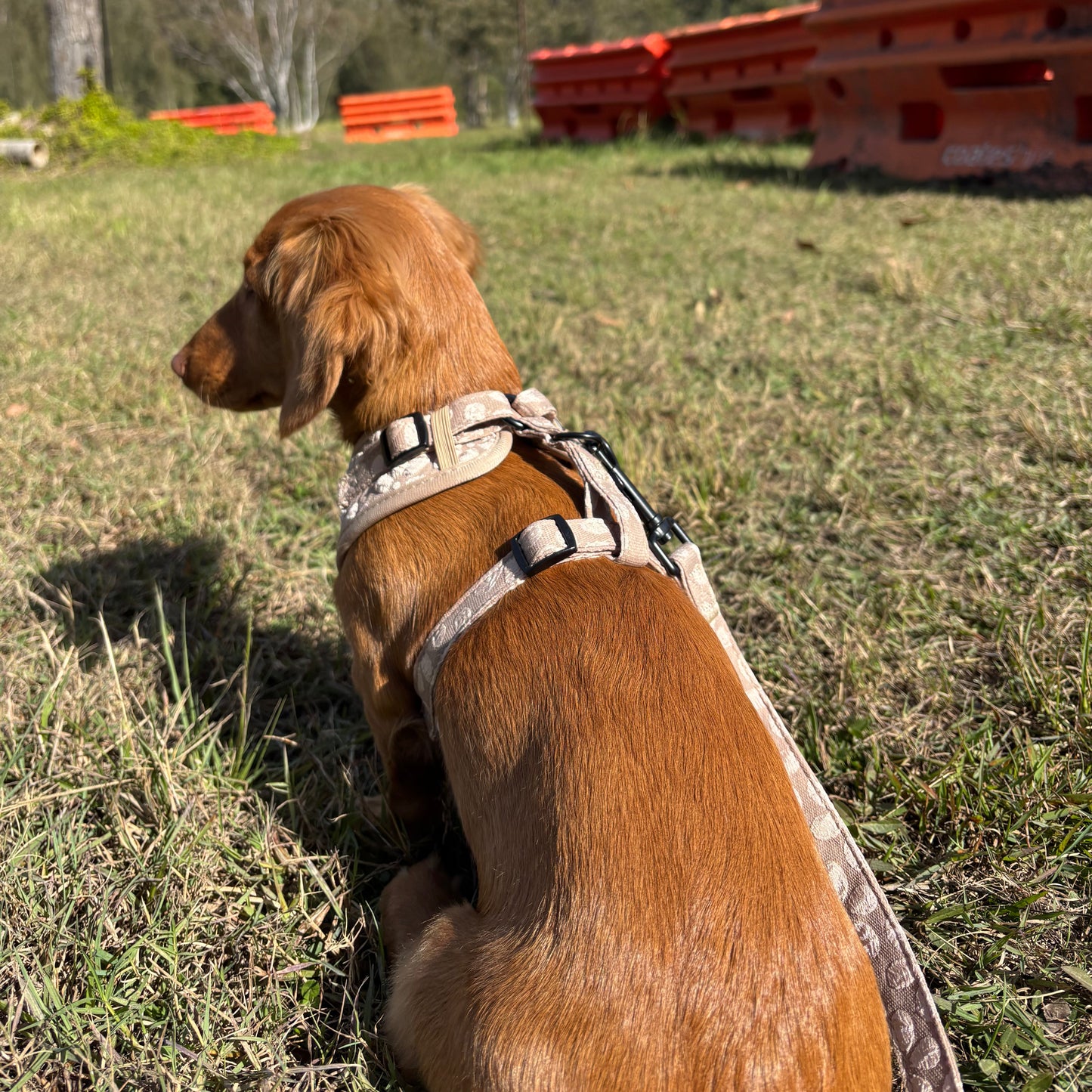 Daisy Delight: Leash