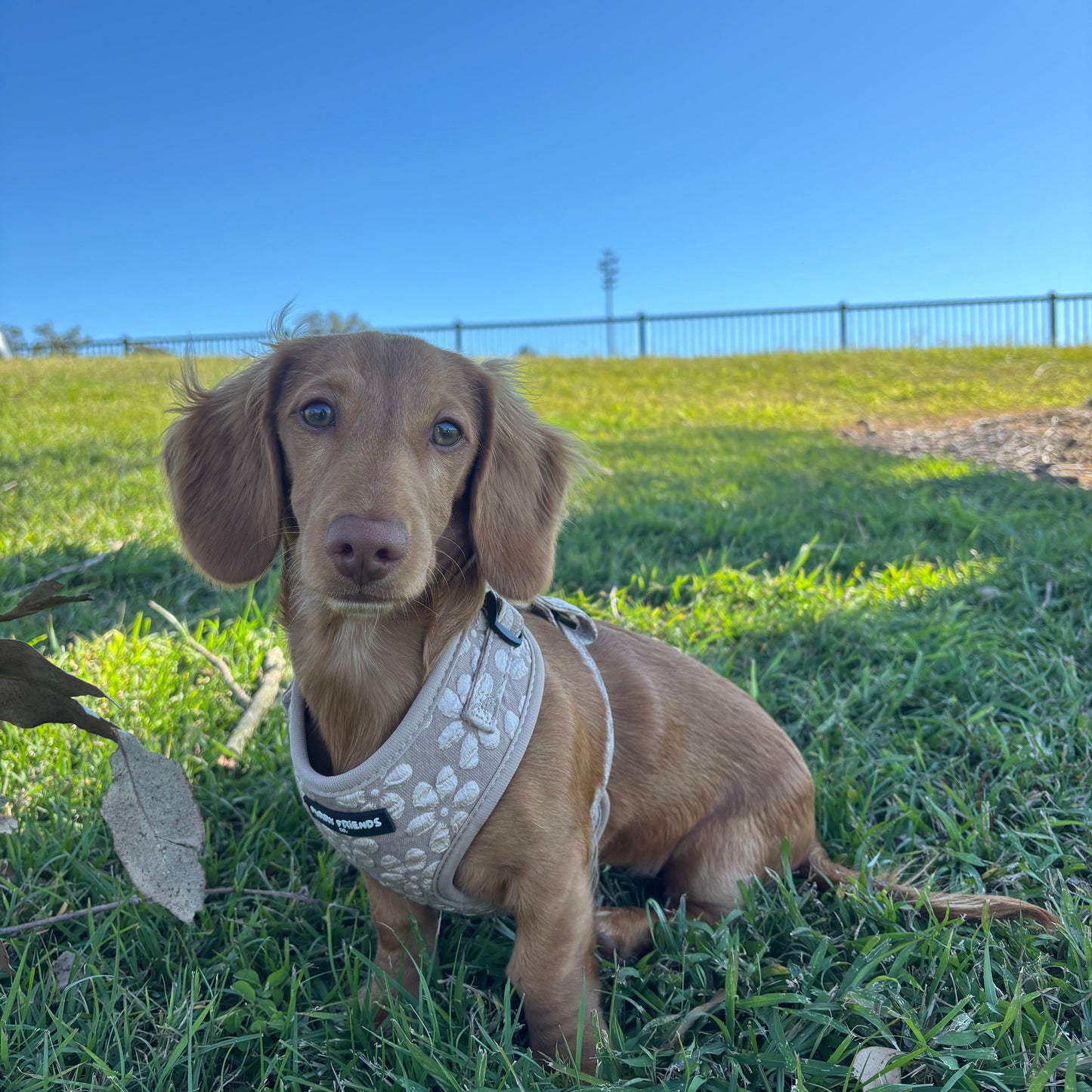 Daisy Delight : Adjustable Harness