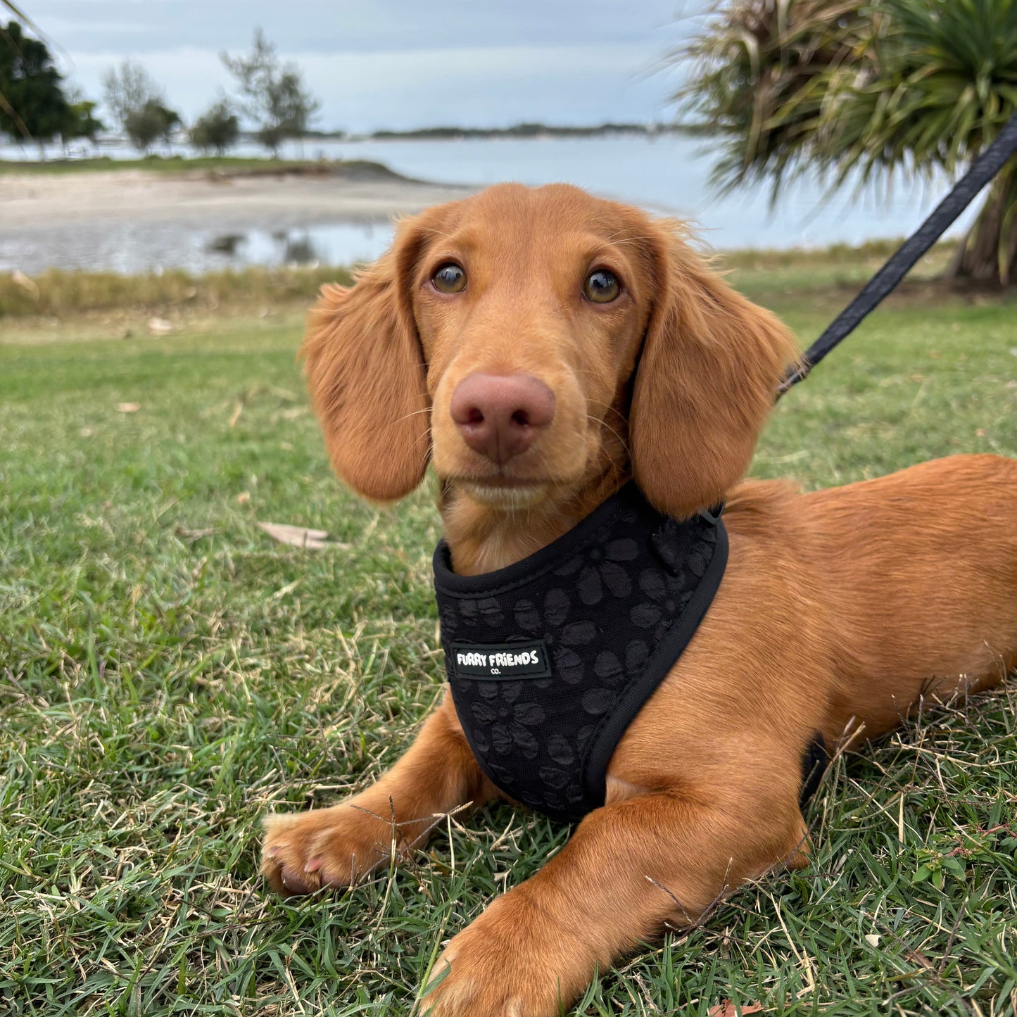 Daisy Delight : Adjustable Harness