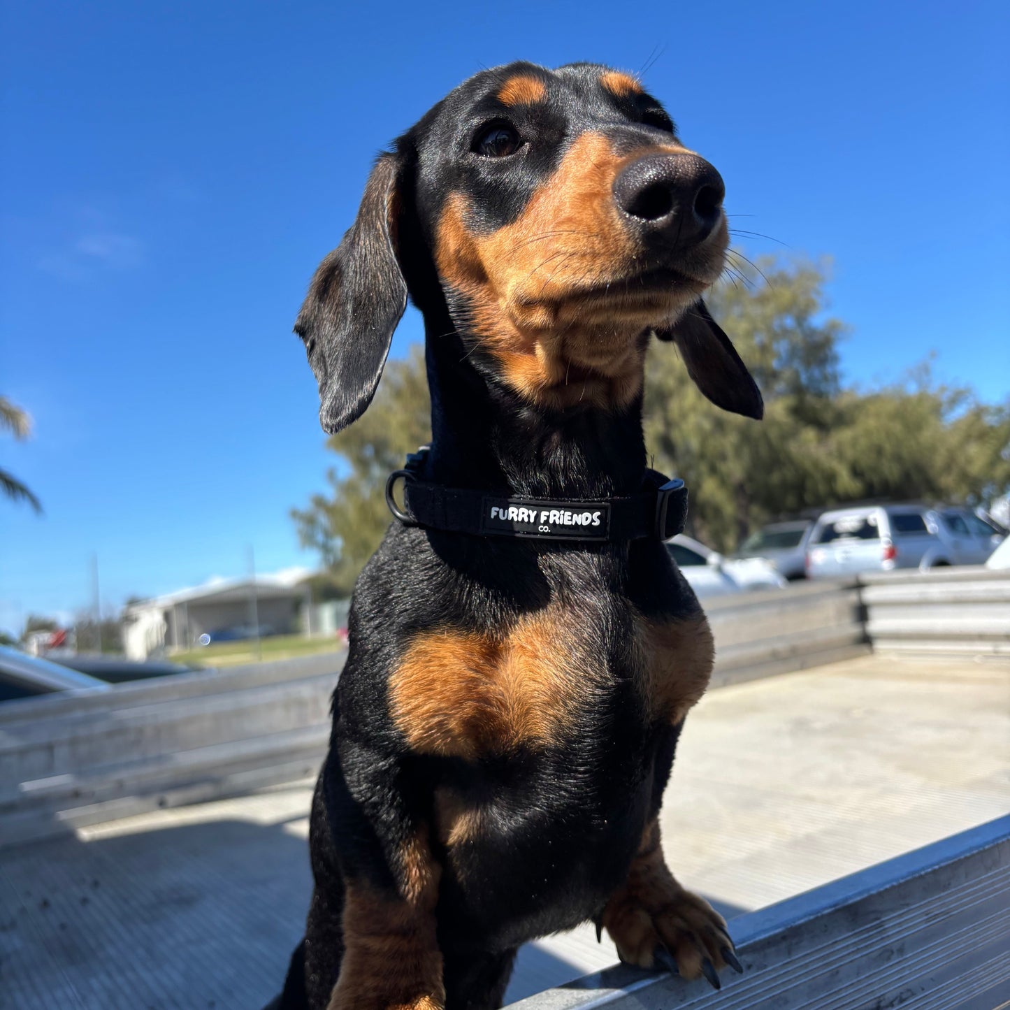 Daisy Delight : Adjustable Collar