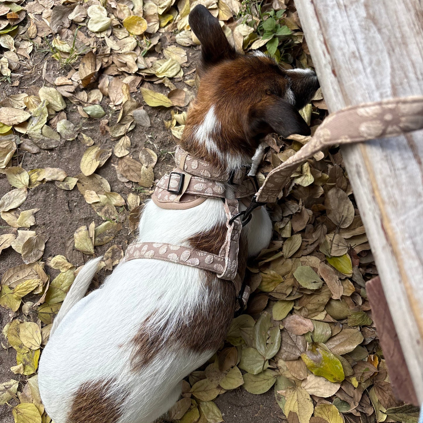 Daisy Delight: Leash